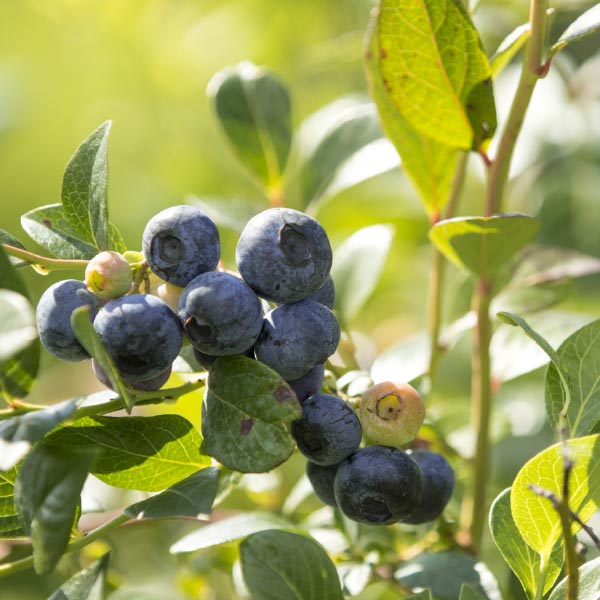 Frische Heidelbeeren