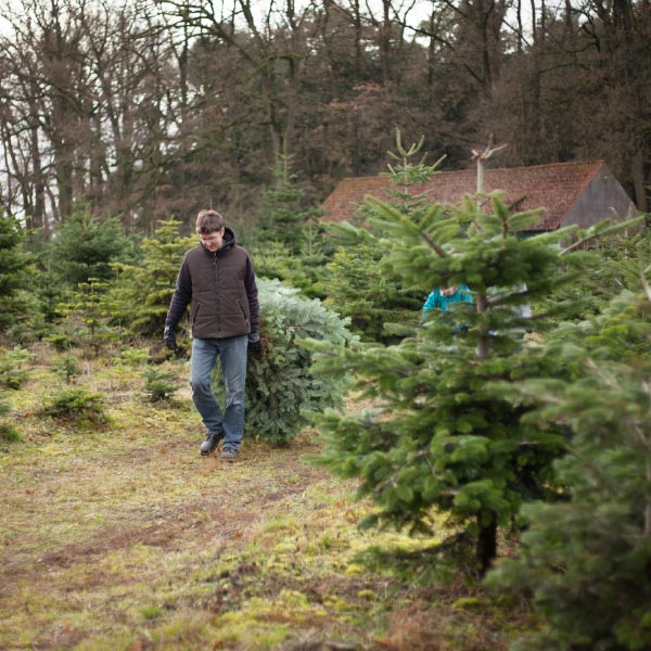 Weihnachtsbaum-Plantage